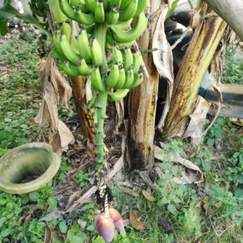 Mochaar Ghanta (Banana Flowers) Bangladeshi - Plattershare - Recipes, food stories and food lovers