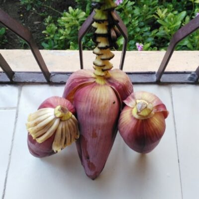 Authentic Bangladeshi Mochaar Ghanta (Banana Blossom Curry) - Plattershare - Recipes, food stories and food lovers Authentic Bangladeshi Mochaar Ghanta (Banana Blossom Curry) - Plattershare - Recipes, food stories and food lovers