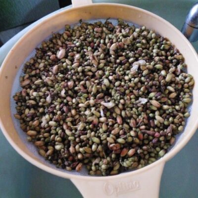 Drum Stick Bud - Plattershare - Recipes, food stories and food lovers Drum Stick Bud - Plattershare - Recipes, food stories and food lovers
