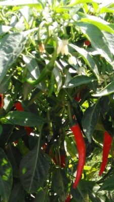 Sweet and Spicy Green Chili Condiment: A Flavorful, Oil-Free Recipe - Plattershare - Recipes, food stories and food lovers Sweet and Spicy Green Chili Condiment: A Flavorful, Oil-Free Recipe - Plattershare - Recipes, food stories and food lovers