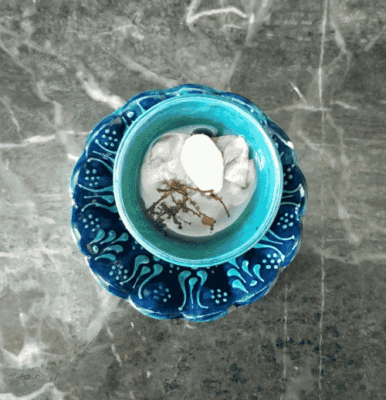 Authentic Kashmiri Kahwah: Aromatic Saffron Tea Recipe - Plattershare - Recipes, food stories and food lovers Authentic Kashmiri Kahwah: Aromatic Saffron Tea Recipe - Plattershare - Recipes, food stories and food lovers