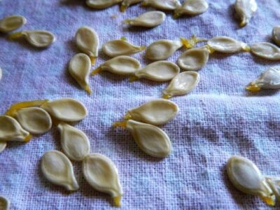 Perfectly Roasted Pumpkin Seeds: A Crispy & Salty Snack - Plattershare - Recipes, food stories and food lovers Perfectly Roasted Pumpkin Seeds: A Crispy & Salty Snack - Plattershare - Recipes, food stories and food lovers