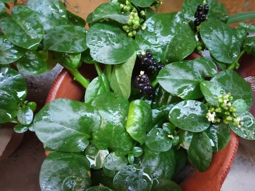 Malabar Spinach - Plattershare - Recipes, food stories and food enthusiasts