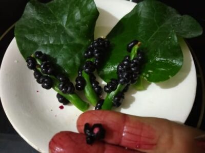 Malabar Spinach - Plattershare - Recipes, food stories and food lovers Malabar Spinach - Plattershare - Recipes, food stories and food lovers