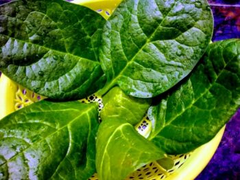 Malabar Spinach - Plattershare - Recipes, food stories and food lovers