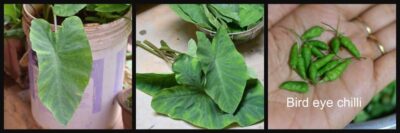 Tangy & Flavorful Taro Leaf Chutney (Karkali) - Plattershare - Recipes, food stories and food lovers Tangy & Flavorful Taro Leaf Chutney (Karkali) - Plattershare - Recipes, food stories and food lovers