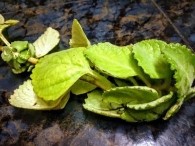 Soothing Carom Tea (Ajwain): A Warming Ayurvedic Infusion - Plattershare - Recipes, food stories and food lovers Soothing Carom Tea (Ajwain): A Warming Ayurvedic Infusion - Plattershare - Recipes, food stories and food lovers