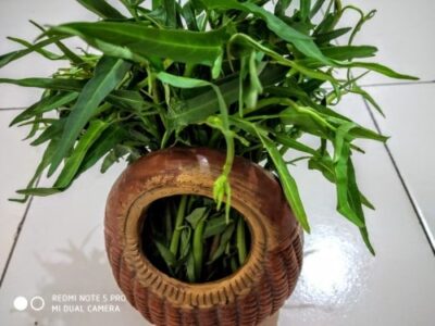 Savory Water Spinach Tiffin: A Crispy & Flavorful Pan-Fried Delight - Plattershare - Recipes, food stories and food lovers Savory Water Spinach Tiffin: A Crispy & Flavorful Pan-Fried Delight - Plattershare - Recipes, food stories and food lovers