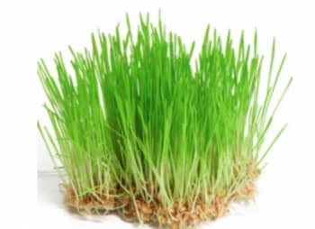 Wheat Grass Drink - Plattershare - Recipes, food stories and food lovers
