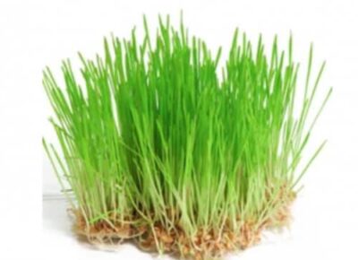 Invigorating Wheatgrass Shot: A Nutrient-Packed Start to Your Day - Plattershare - Recipes, food stories and food lovers Invigorating Wheatgrass Shot: A Nutrient-Packed Start to Your Day - Plattershare - Recipes, food stories and food lovers