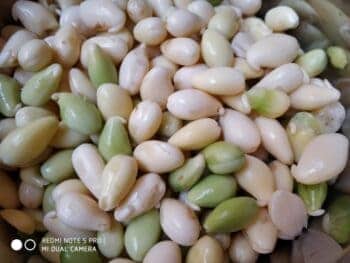 Flat Bean Seeds Pulse - Plattershare - Recipes, food stories and food lovers
