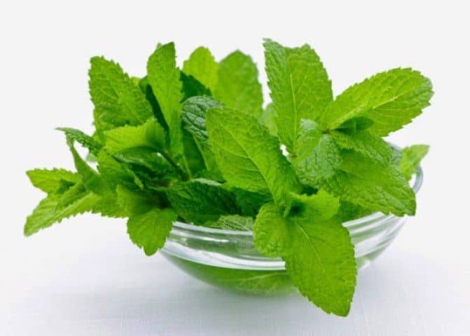 Secret Benefits Of Mint - Plattershare - Recipes, food stories and food lovers