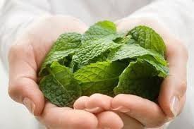 Secret Benefits Of Mint - Plattershare - Recipes, food stories and food lovers