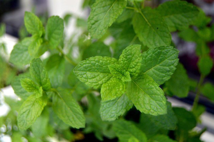 Grow Your Own Herbs - Plattershare - Recipes, food stories and food lovers