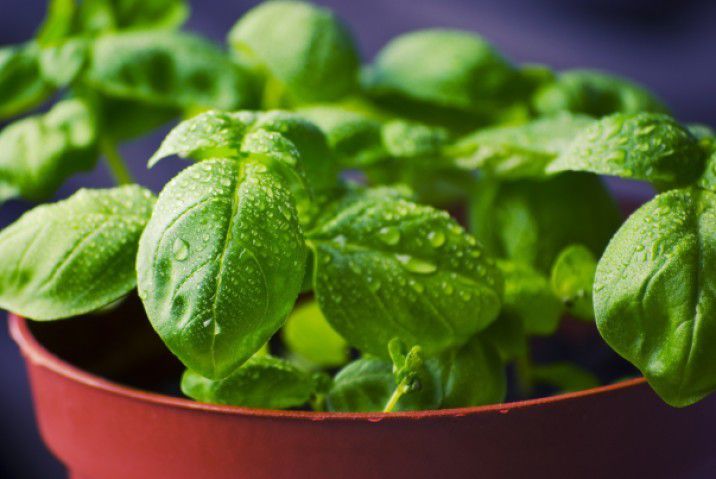 Grow Your Own Herbs - Plattershare - Recipes, food stories and food lovers