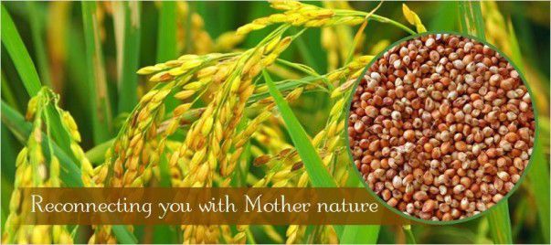 Its Me The Millet ! â€“ The Miracle Grains - Plattershare - Recipes, food stories and food lovers