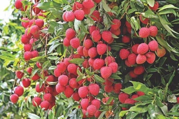 Consuming Litchis On Empty Stomach Is The Reason Behind Mysterious Death Of Malnourished Children In Bihar - Plattershare - Recipes, Food Stories And Food Enthusiasts