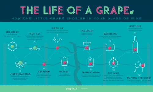 Wine Basics For Everyone