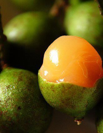15 Exotic Fruits And Their Health Benefits