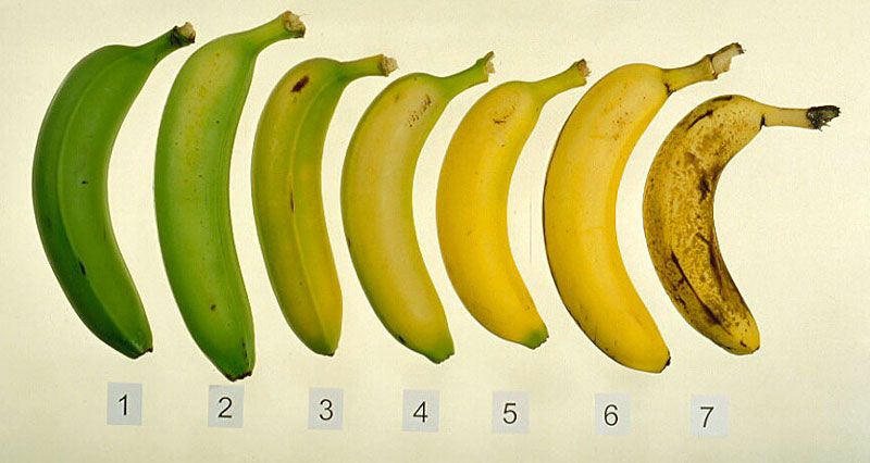 Banana Nutrition Facts, Banana Recipes, Banana Ripening And Much More...