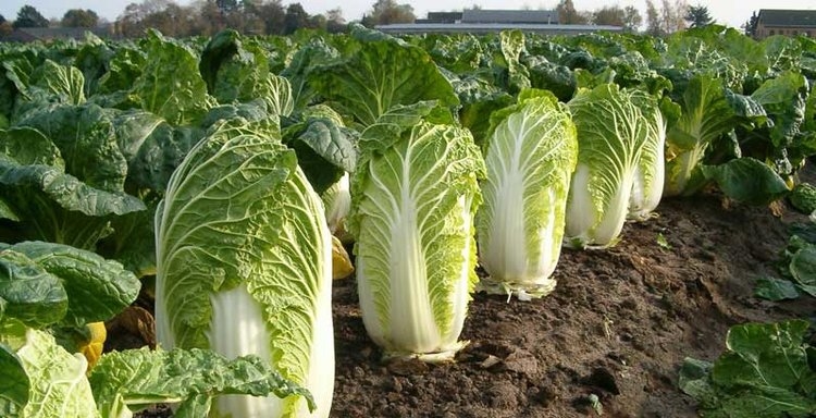 Cabbage Benefits for Health, Cabbage Vitamins & How To Grow Cabbage