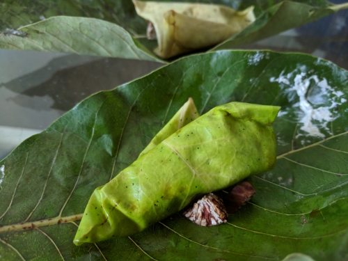 11 Best Street Foods To Eat In Varanasi (banaras) If You Are A Foodie.