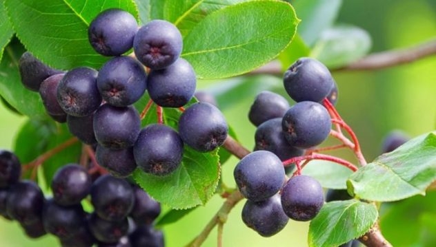 Types Of Berries, Health Benefits And Berry Recipes - Plattershare - Recipes, food stories and food lovers