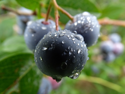 List Of Unique Berries That You'Ve Probably Never Heard Of (With Pictures) - Plattershare - Recipes, Food Stories And Food Enthusiasts