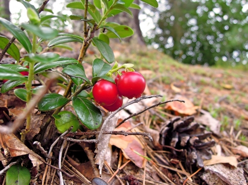 List Of Unique Berries That You've Probably Never Heard Of (With Pictures) - Plattershare - Recipes, food stories and food lovers