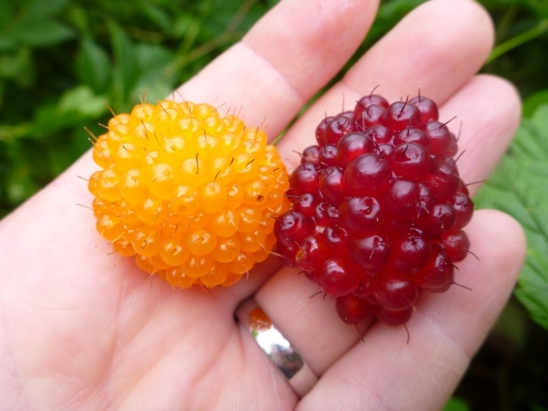 List Of Unique Berries That You've Probably Never Heard Of (With Pictures) - Plattershare - Recipes, food stories and food lovers