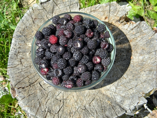 List Of Unique Berries That You've Probably Never Heard Of (With Pictures) - Plattershare - Recipes, food stories and food lovers