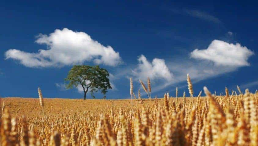 Recipes To Try This Indian Harvest Season - Plattershare - Recipes, food stories and food lovers Golden wheat field under blue sky with clouds, symbolizing harvest and food production.