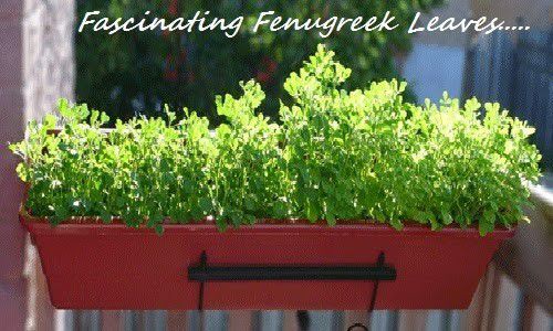 Fascinating Tips To Use Fenugreek Leaves (Venthaya Keerai) - Plattershare - Recipes, Food Stories And Food Enthusiasts