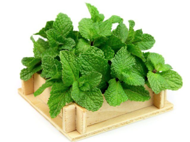 Secret Benefits Of Mint - Plattershare - Recipes, food stories and food lovers