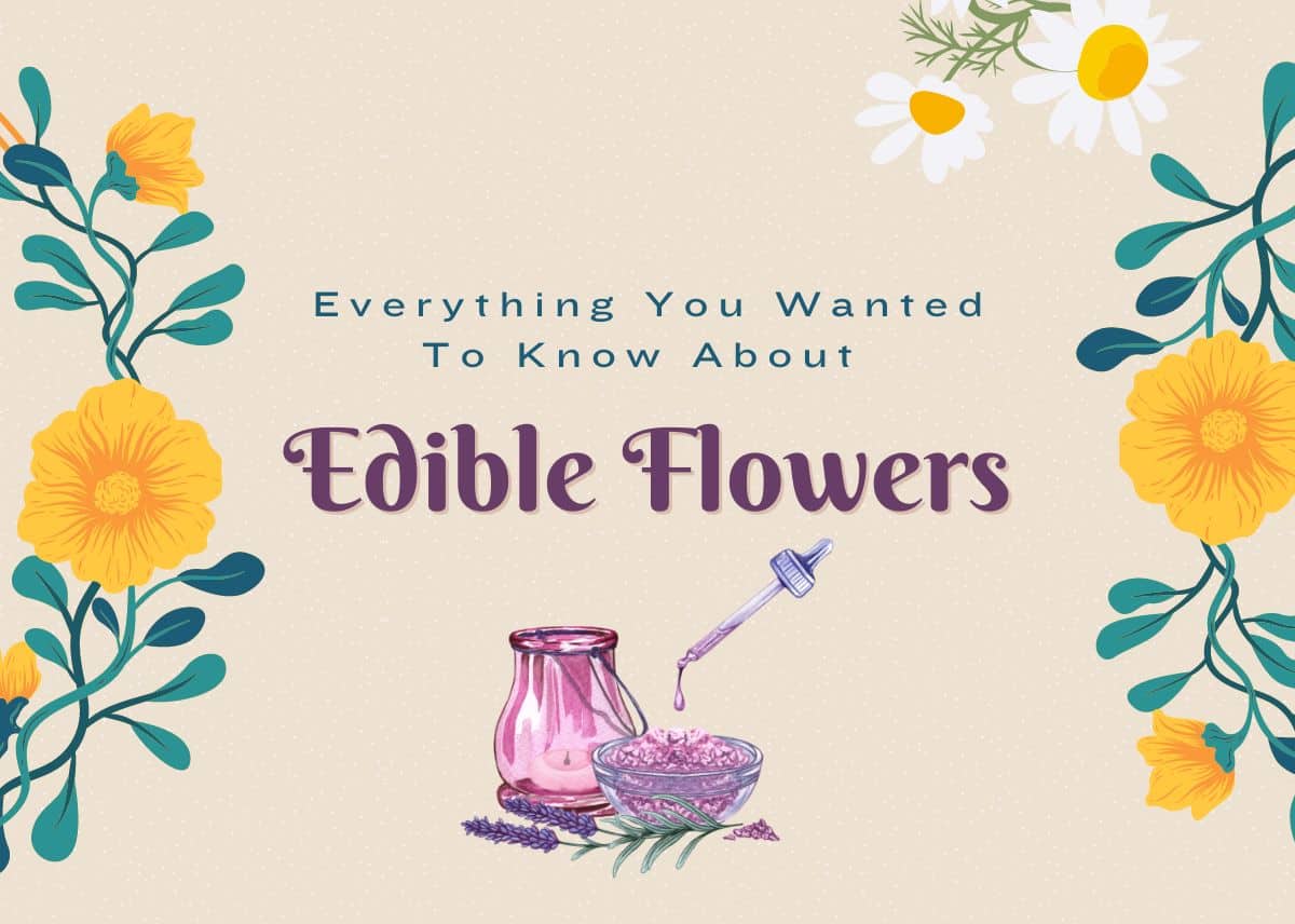 Everything You Wanted To Know About Edible Flowers