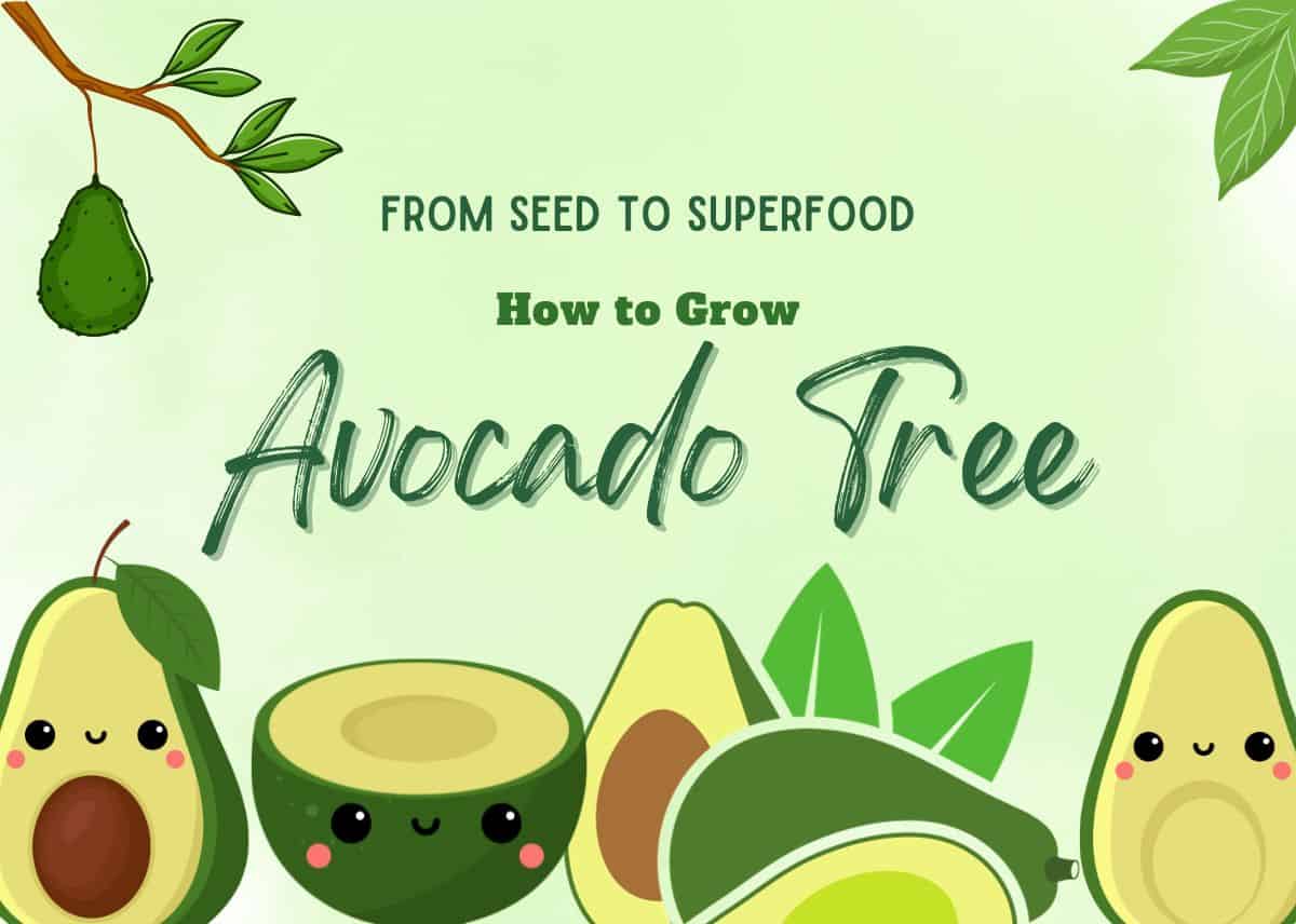 How to Grow Avocado Tree