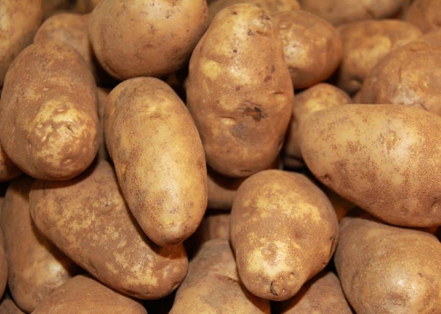 Perfect Potato for Mashed Potato