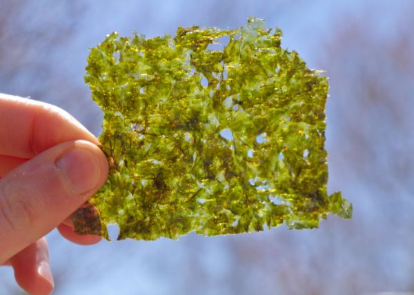 Hawaii's Top 5 Food Exports - edible seaweed