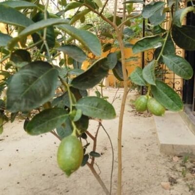 Lemon tree with green lemons, showcasing fresh citrus used in traditional Indian chutney recipes.
