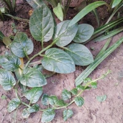 Malabar spinach plant growing in soil, used for making wraps with potato and paneer filling.