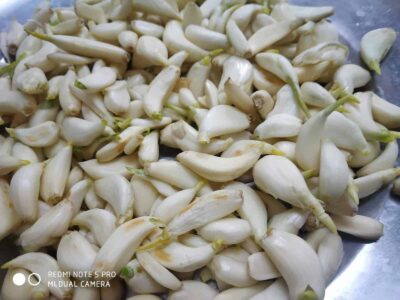 Fresh garlic cloves with sprouting green shoots for cooking and seasoning purposes.