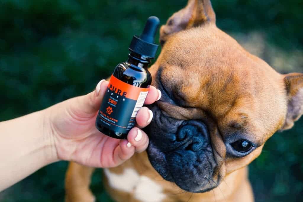 Are Animal CBD Products Safe?