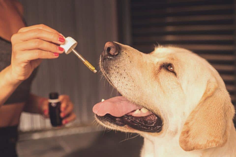 The Truth Behind CBD For Dogs