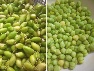 Green chana dessert