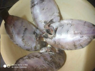Khaira fish with coconut milk